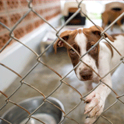 Dog in a kennel without rubber flooring. Rubber Flooring Store recommends a rubber floor for kennels.