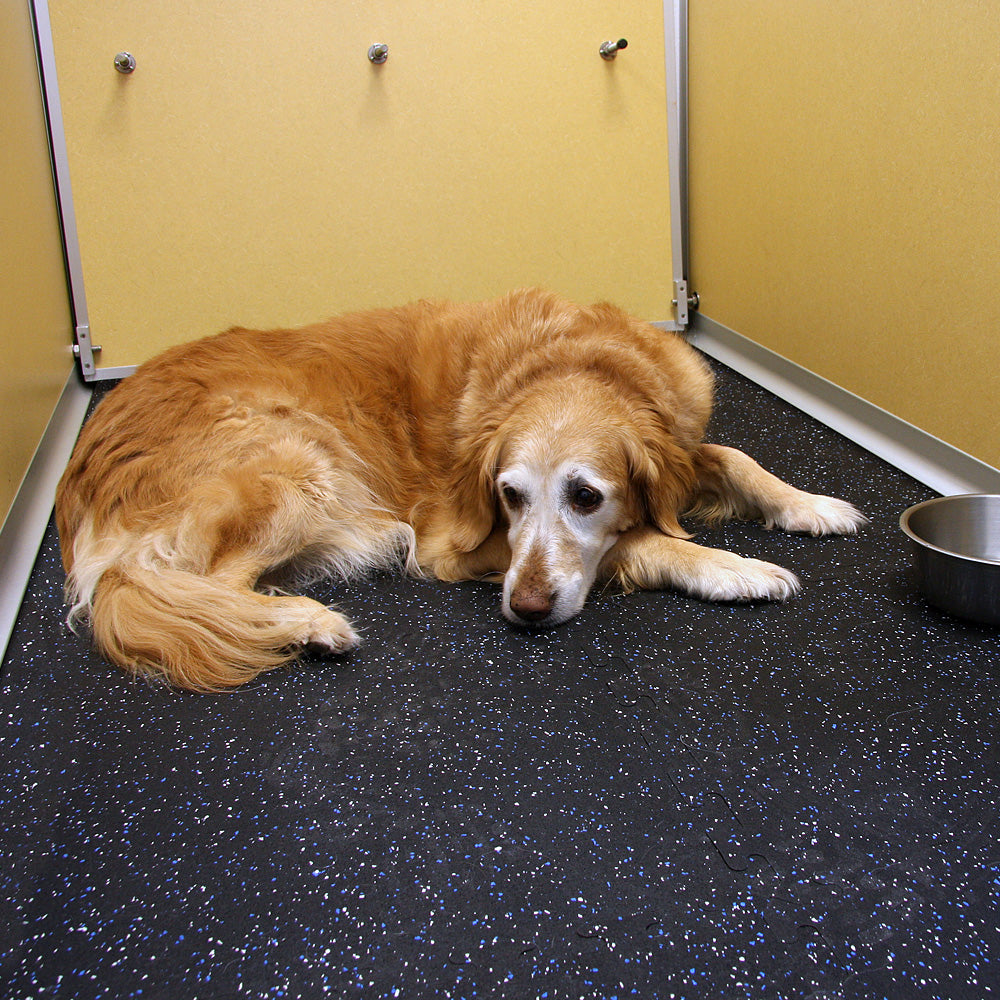 Dog lying on a blue/gray speckled rubber floor tile with yellow walls around it.